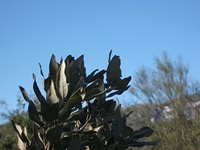anobello-04032012 040